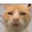 :acat_confused: