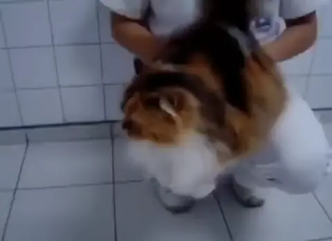 Adonai Melekh 🇷🇺🇺🇸🇯🇵