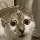 :acat_dubious: